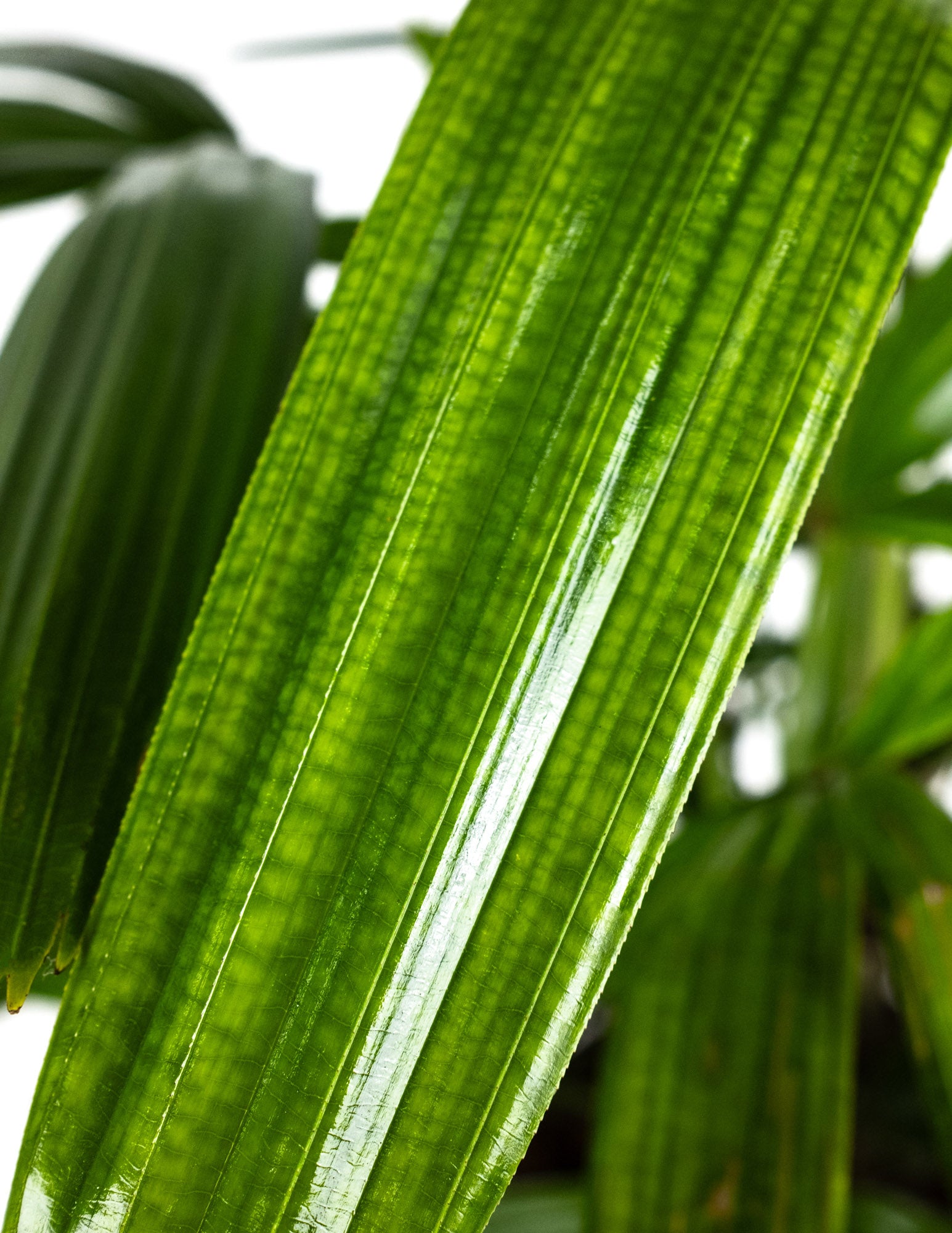 Lady Palm, Rhapis Excelsa, Indoor Queen Palm