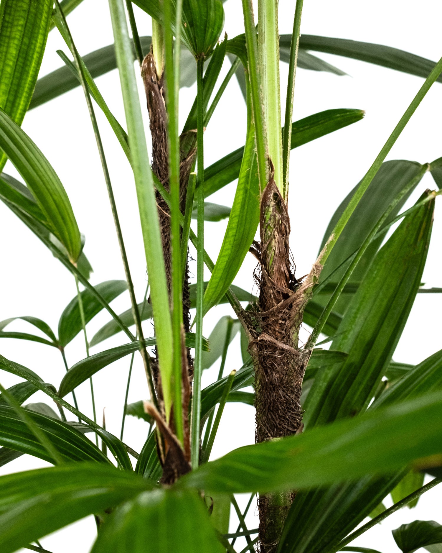 Lady Palm, Rhapis Excelsa, Indoor Queen Palm