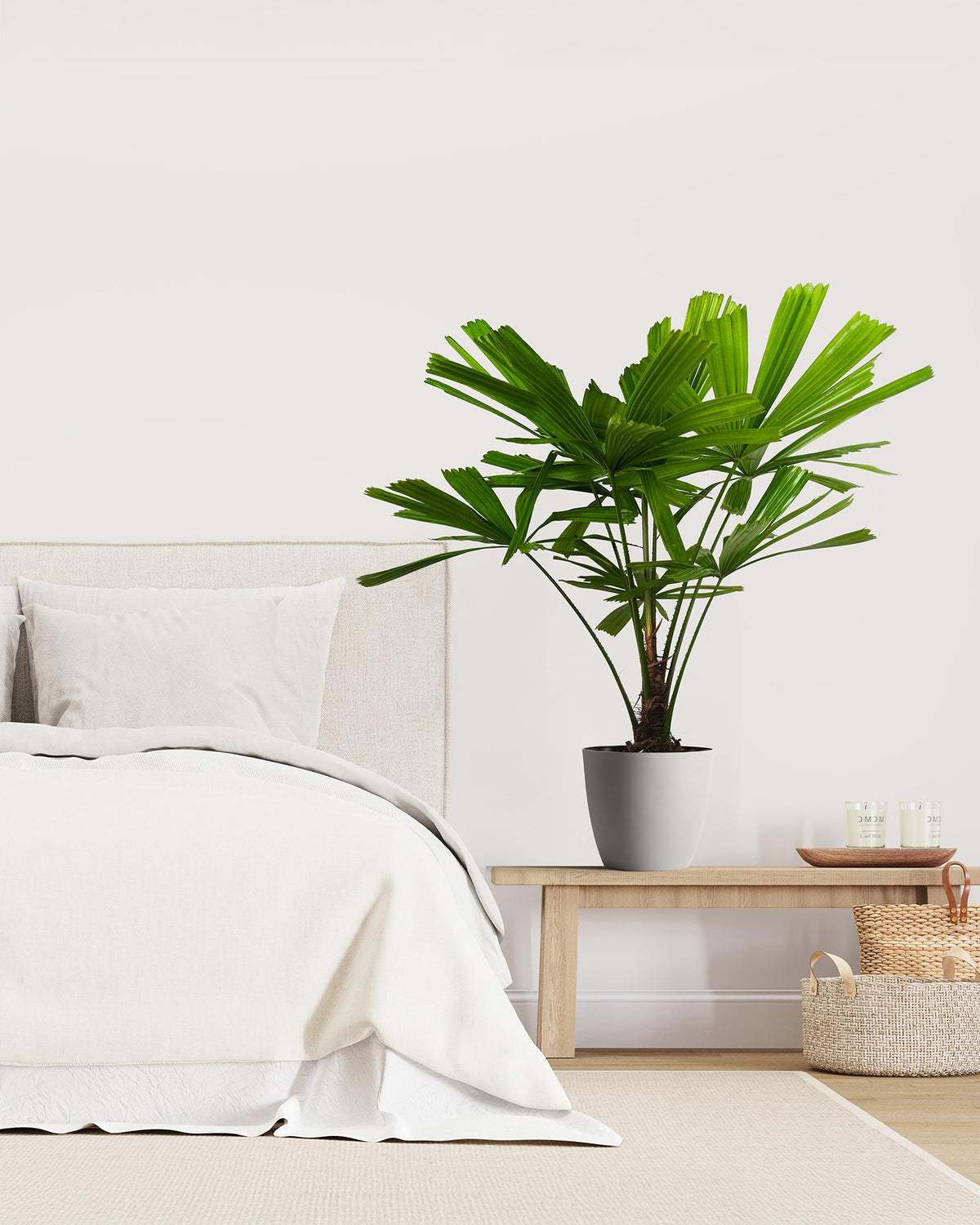 palm licula ramsayii Potted plant on a bedside table in a bedroom.