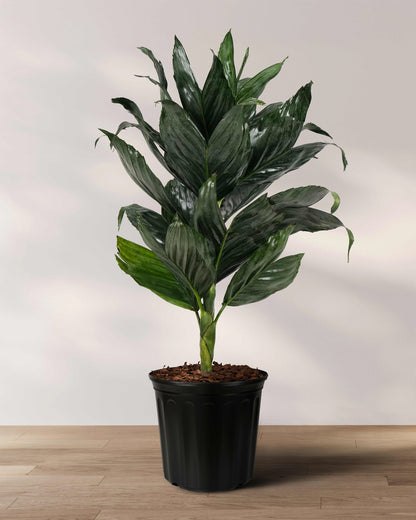 Mini Fishtail Palm Chamaedorea metallica, Exotic
