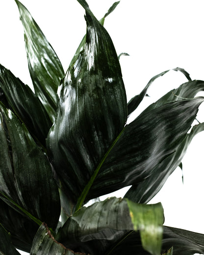 metallic palm plant Mini Fishtail Palm Chamaedorea metallica