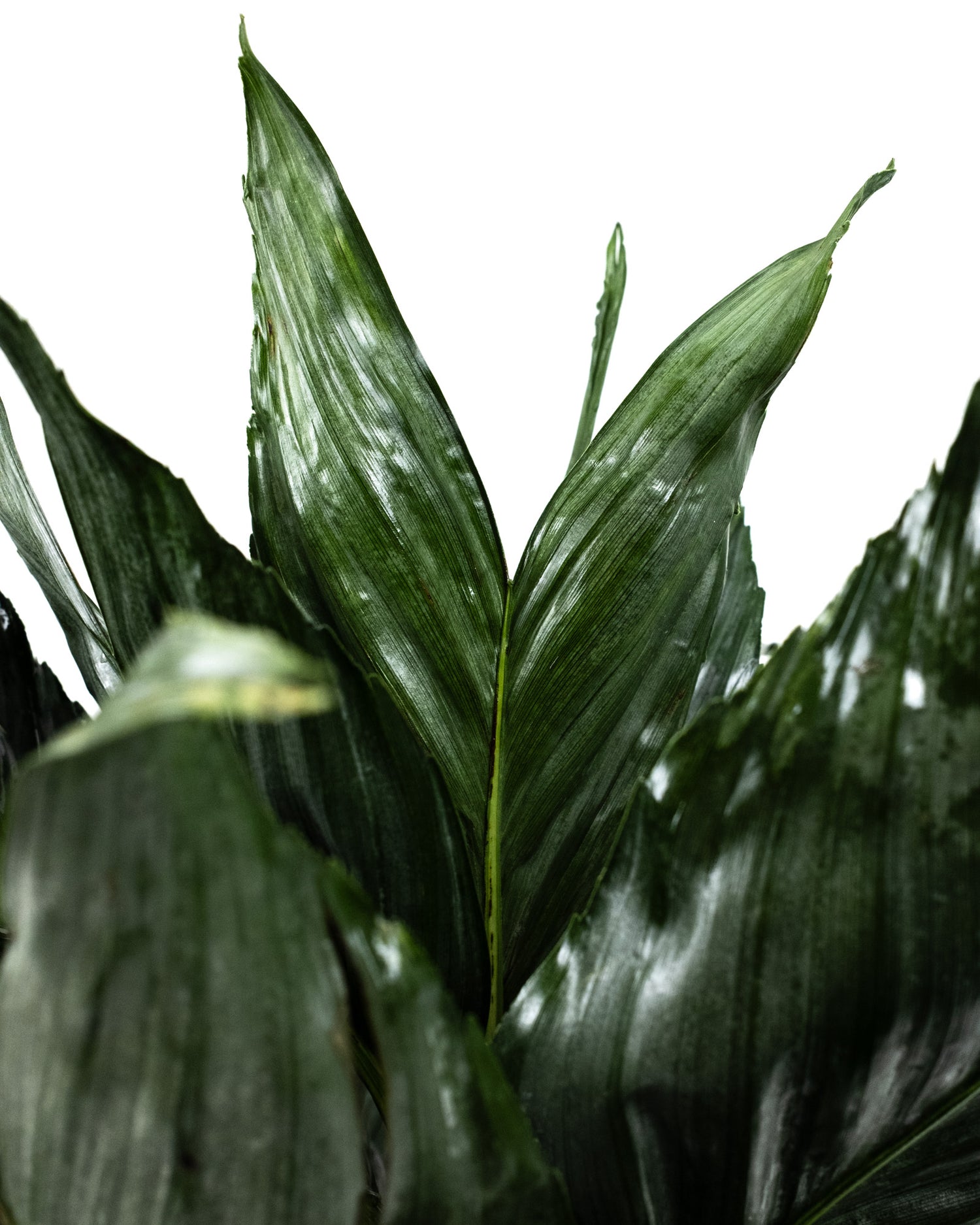Mini Fishtail Palm Chamaedorea metallica, Exotic