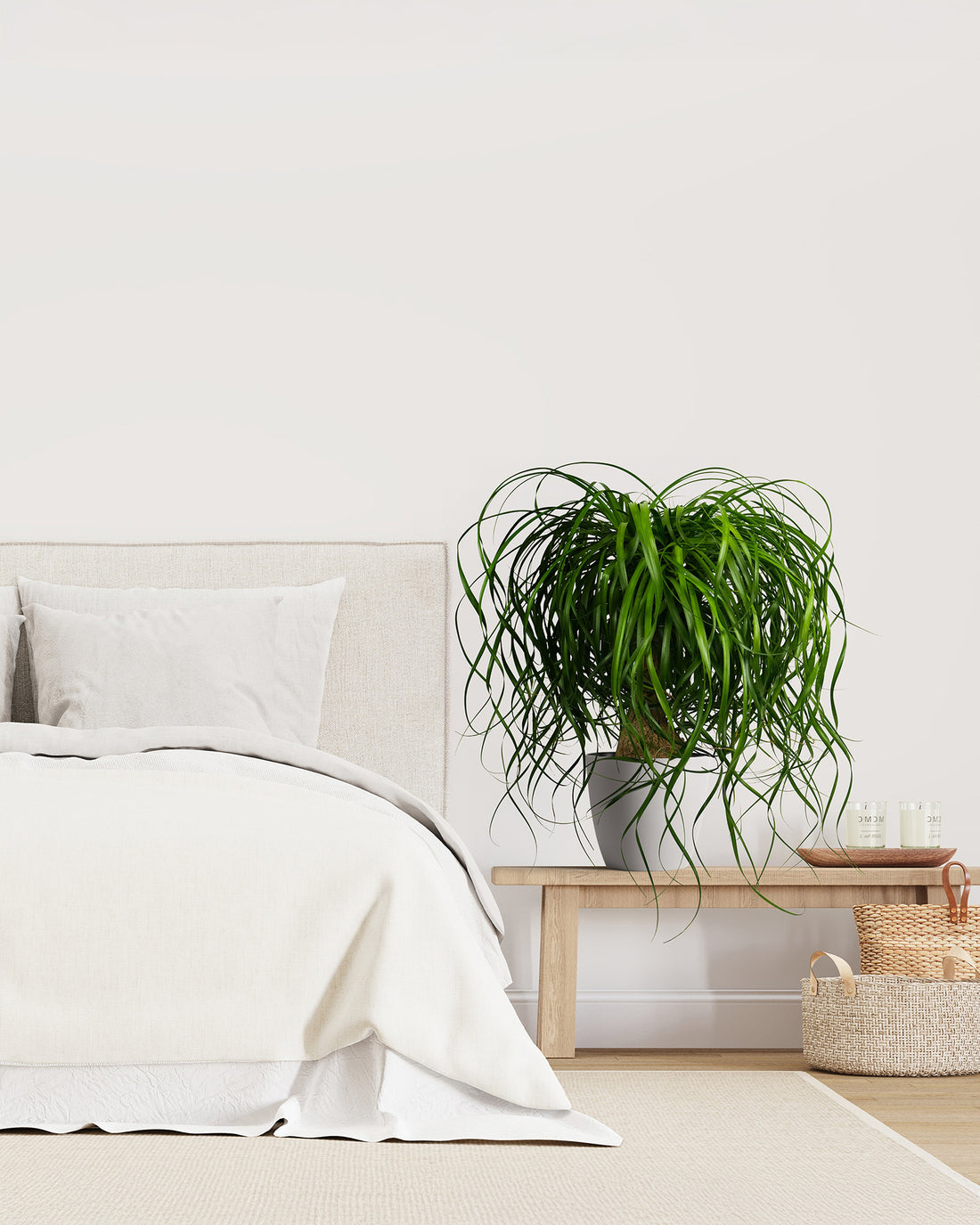 Ponytail Palm Bonsai, Elephant&
