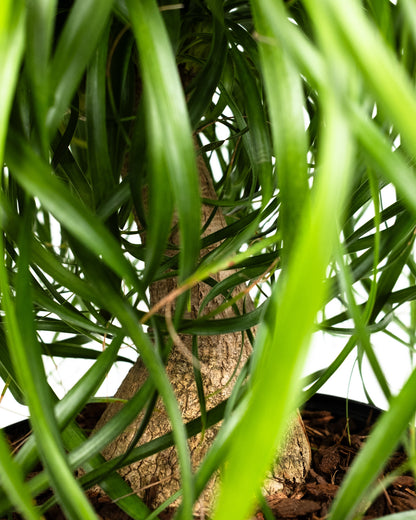 Ponytail Palm Bonsai, Elephant&
