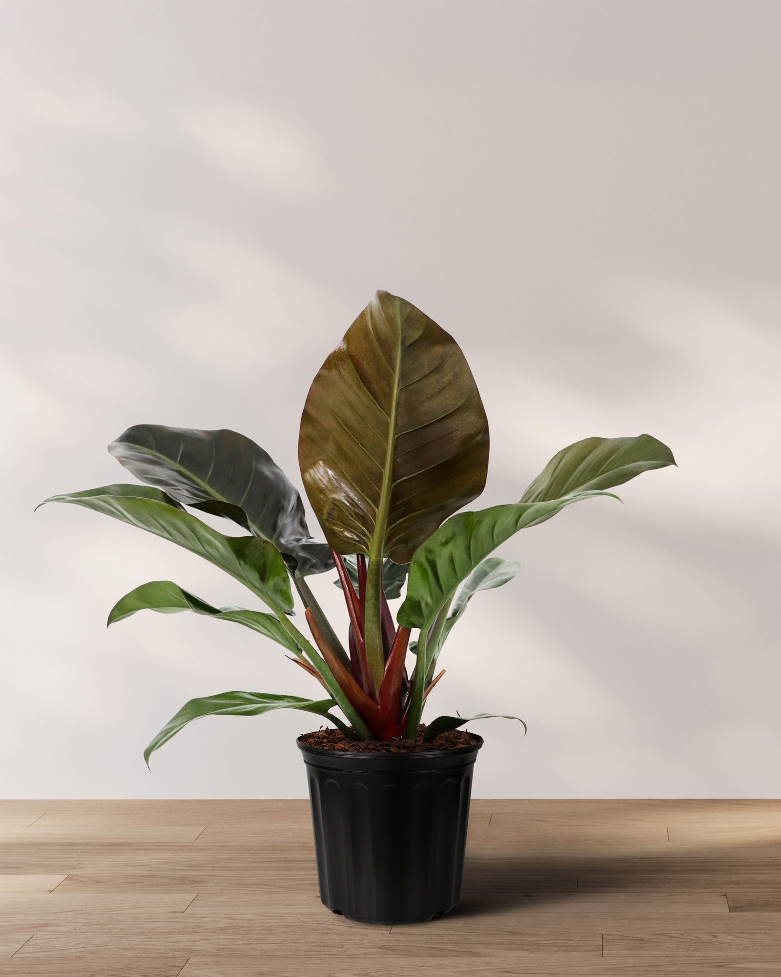 Philodendron Black Cardinal, Live Tropical Plant Indoor Air Purifier