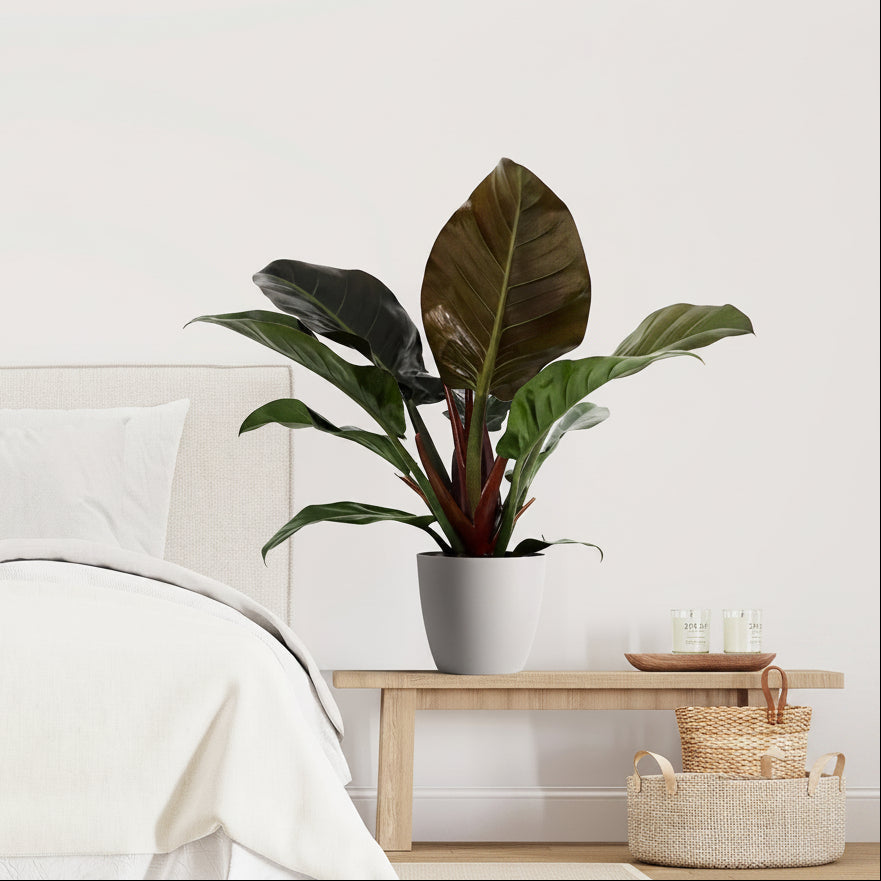 philodendron black cardinal Plant on a bedside table next to a bed with white bedding.