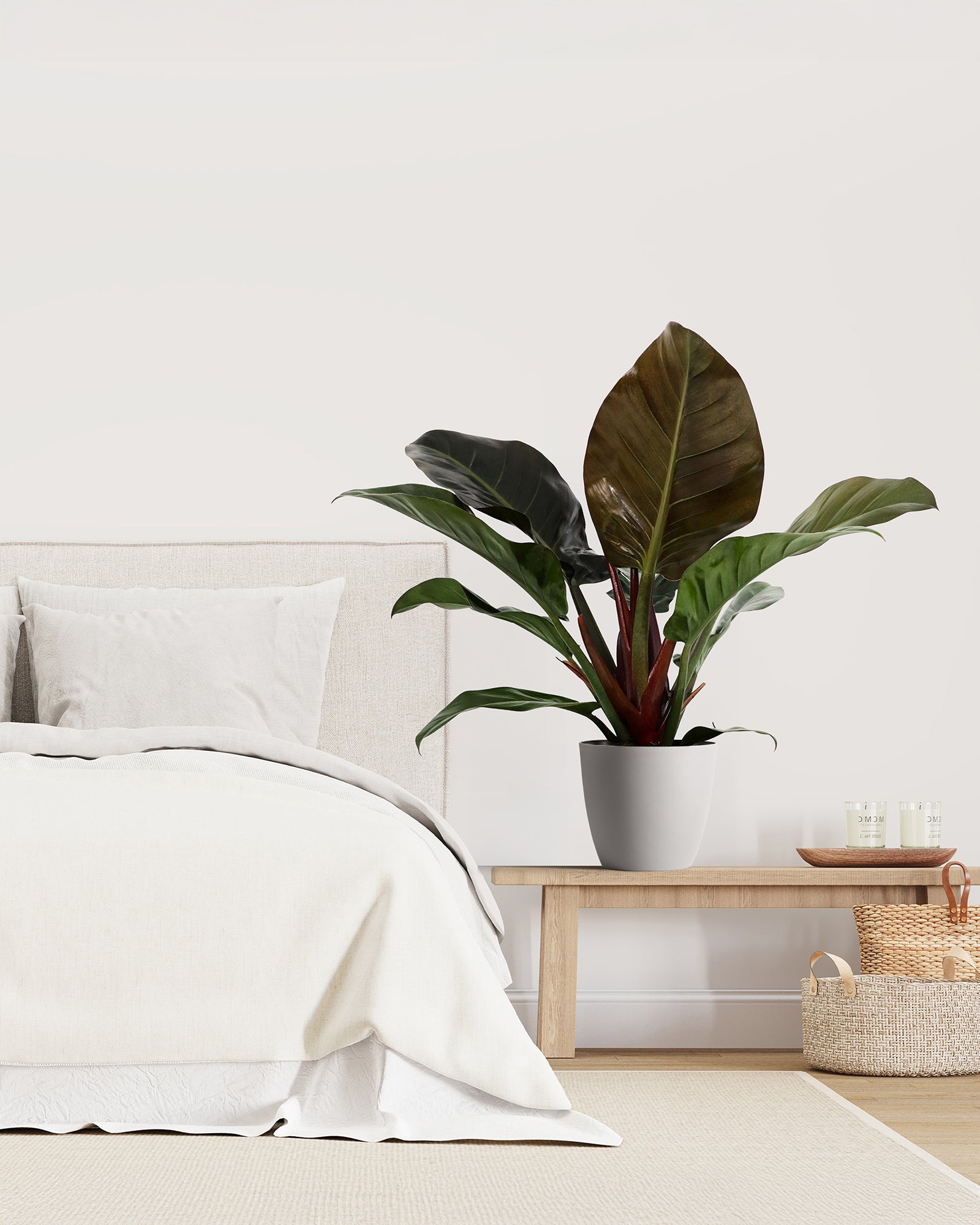Philodendron Black Cardinal, Live Tropical Plant Indoor Air Purifier