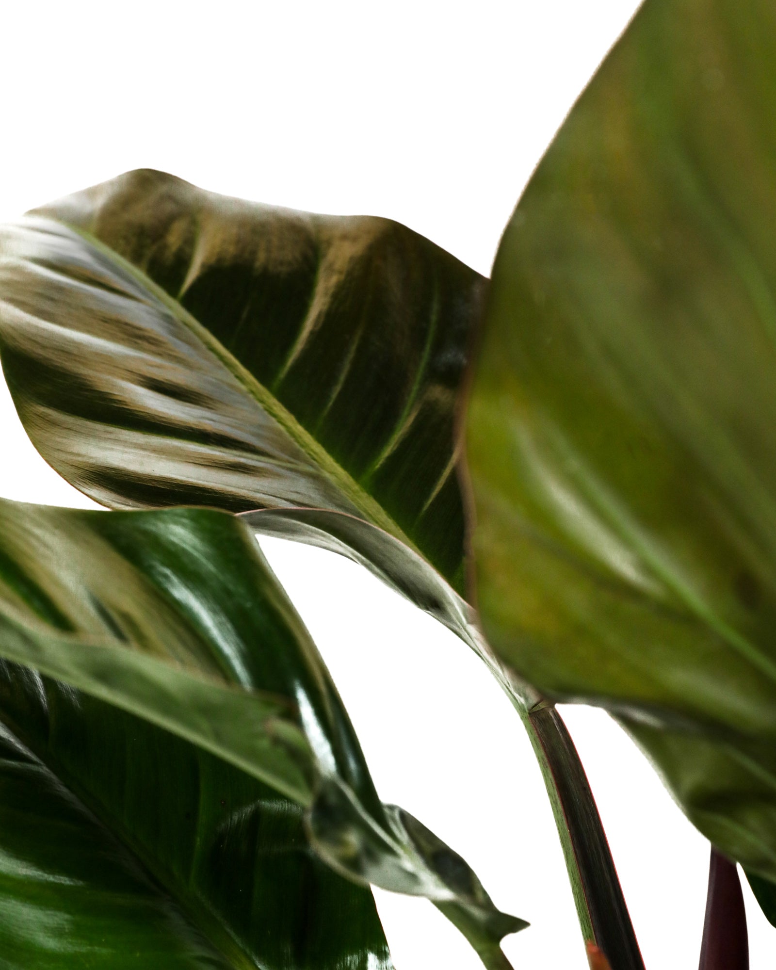 Philodendron Black Cardinal, Live Tropical Plant Indoor Air Purifier