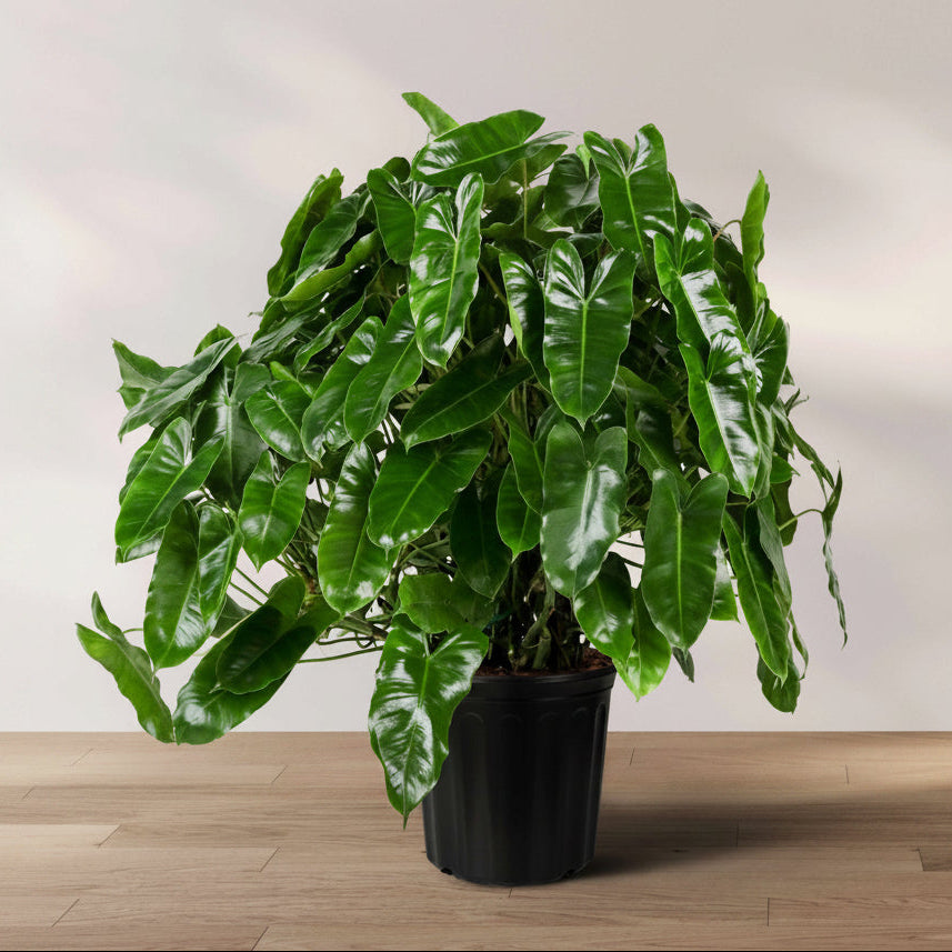 Philodendron Burle Marx in a 2 gallon grower pot with heart-shaped, glossy green leaves displayed on a wooden floor
