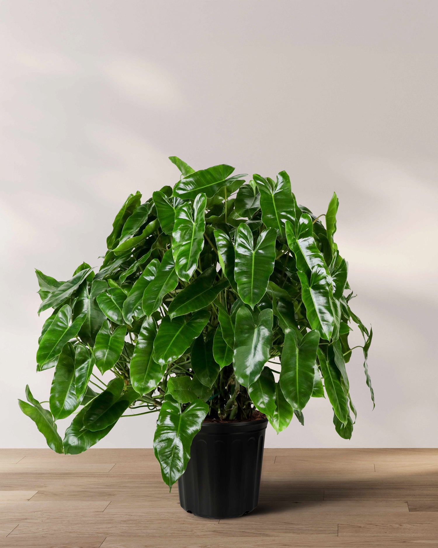 Philodendron Burle Marx, Live Climbing Plant Vine