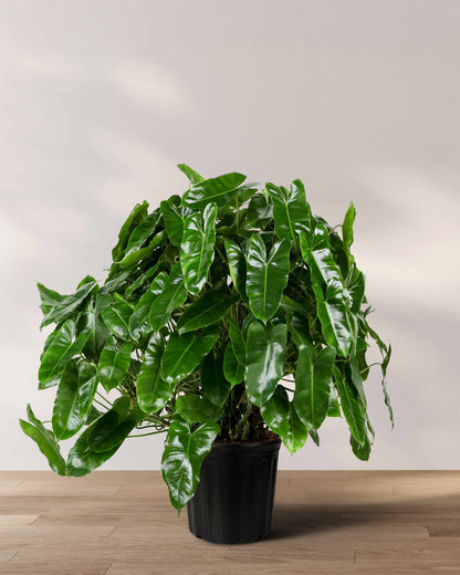 Philodendron Burle Marx, Live Climbing Plant Vine