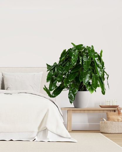 is philodendron good for bedroom Philodendron Burle Marx, Climbing Plant Vine