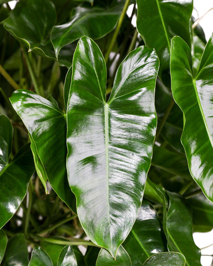 Philodendron Burle Marx, Live Climbing Plant Vine