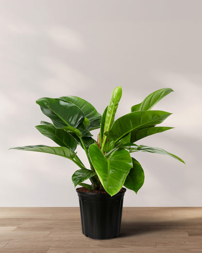 Philodendron Green Congo, Natures Beauty