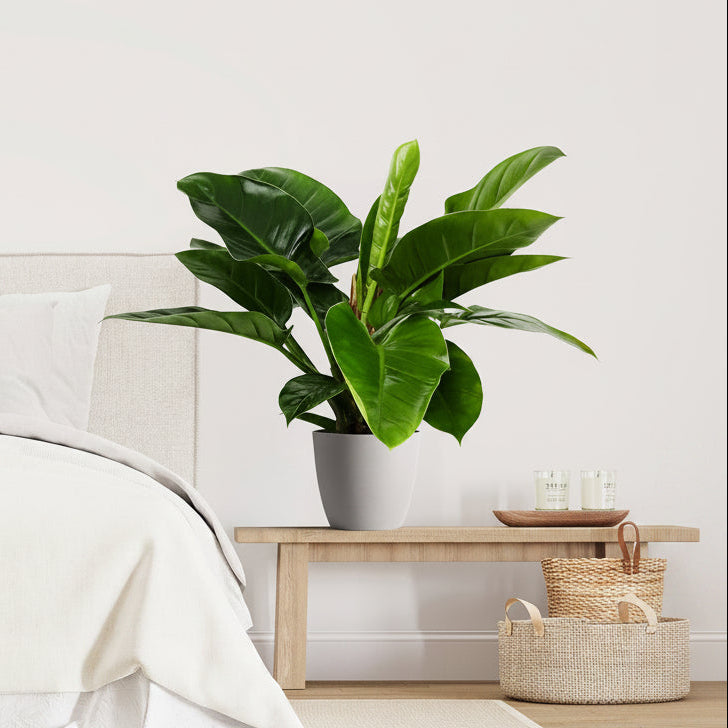A potted Philodendron Green Congo plant with glossy, dark green, heart-shaped leaves placed on a wooden side table next to a bed in a bright room.