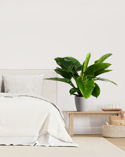 Philodendron Green Congo, Natures Beauty