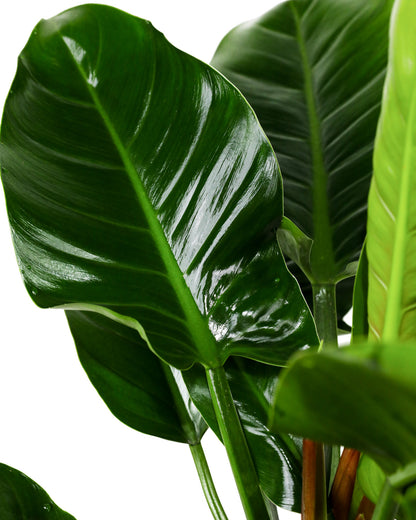 Philodendron Green Congo, Natures Beauty