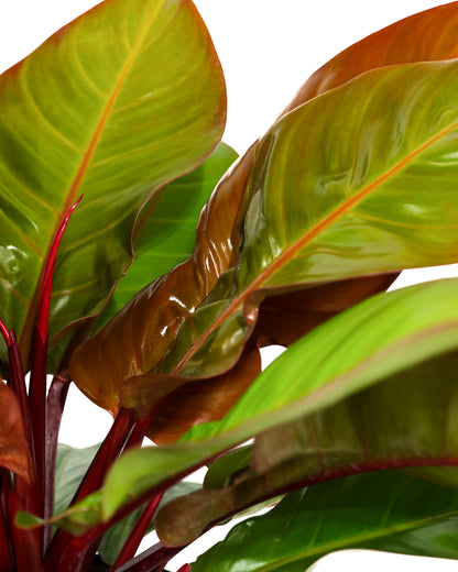 mccolley hybrid philodendron Philodendron McColley Finale