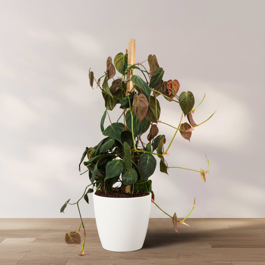 Philodendron Micans plant with velvety bronze leaves climbing in a trellis, potted in a black container.