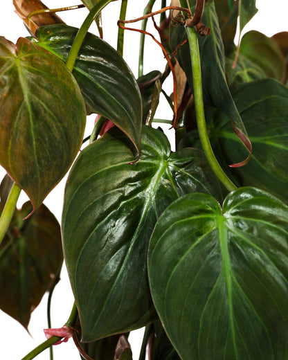 micans philodendron fungus Philodendron Micans Plant Vines in Trellis