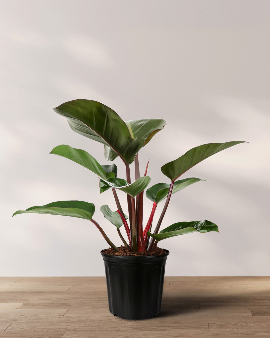 Philodendron Red Congo, Tropical Forest Plant