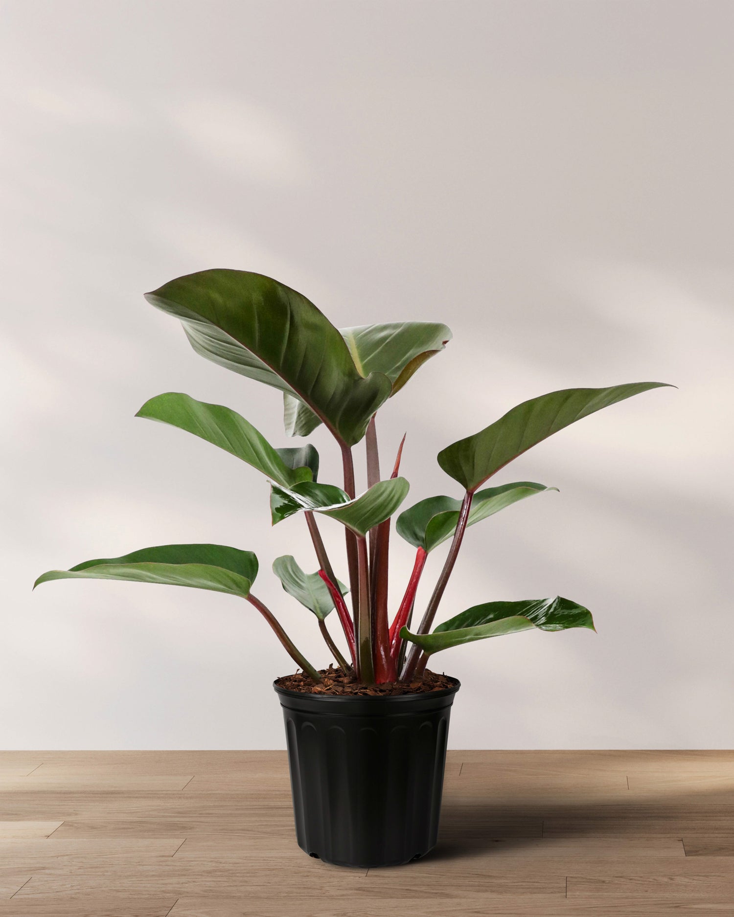 Philodendron Red Congo, Tropical Forest Plant