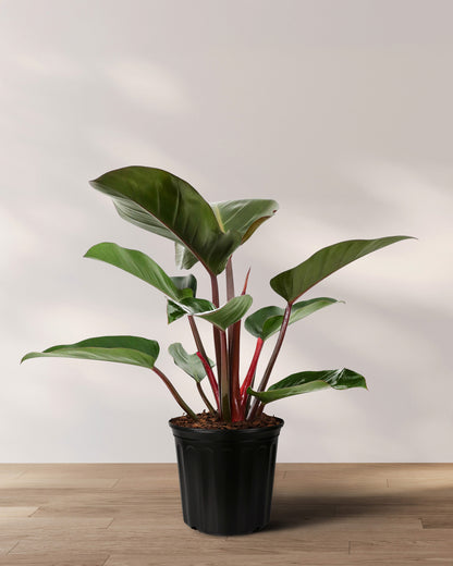 Philodendron Red Congo, Tropical Forest Plant