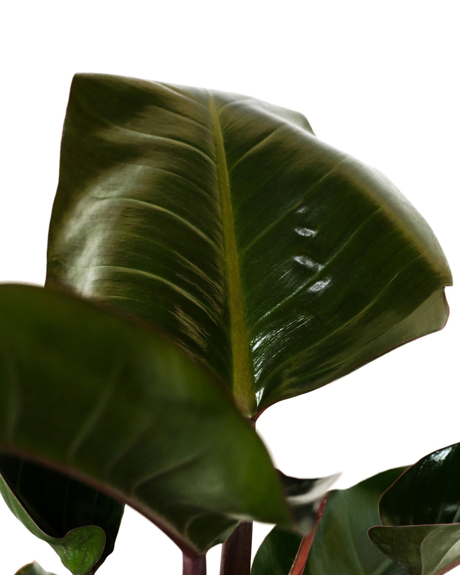 Philodendron Red Congo, Tropical Forest Plant