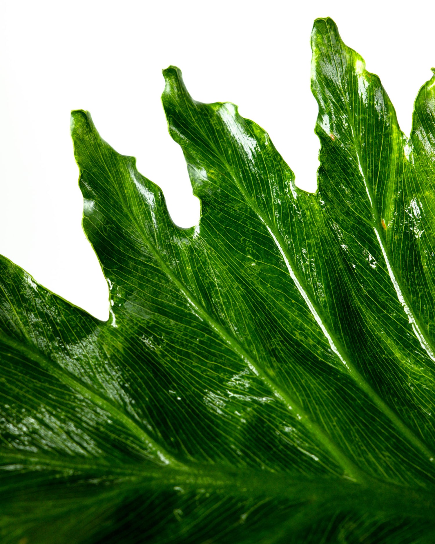 Philodendron Split Leaf Selloum, Live Plant, Indoor Air Purifier