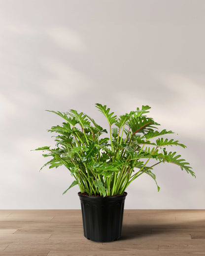growing xanadu philodendron outdoors Philodendron Xanadu Winterbourn