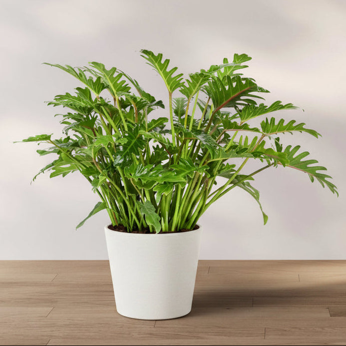 Philodendron Xanadu Winterbourn in a 2 gallon grower pot with lush, deeply lobed green leaves displayed on a wooden floor