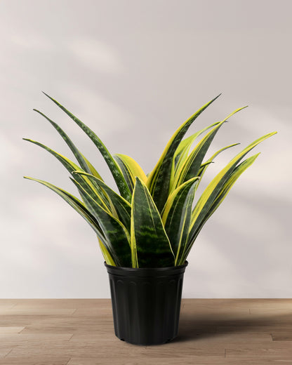 glowee snake plant Buy Sansevieria Golden Flame, Snake Plants