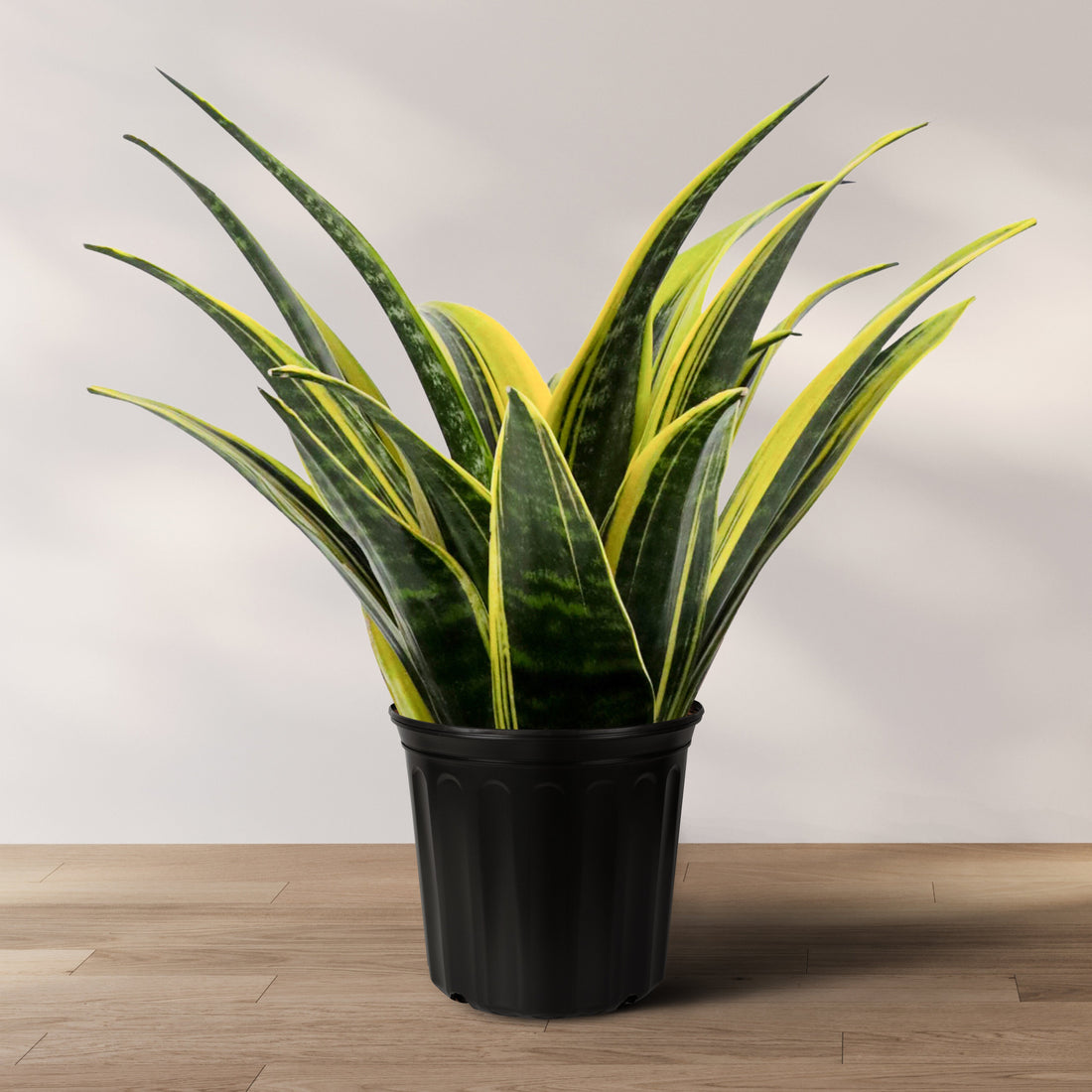 A potted Sansevieria Golden Flame, also known as Snake Plant, with variegated leaves in yellow and green stripes, placed on a wooden surface against a white background.