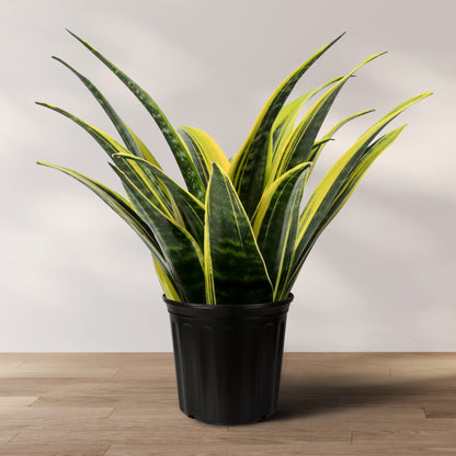 A potted Sansevieria Golden Flame, also known as Snake Plant, with variegated leaves in yellow and green stripes, placed on a wooden surface against a white background.