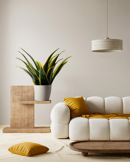 Sansevieria Golden Flame, Snake Plants
