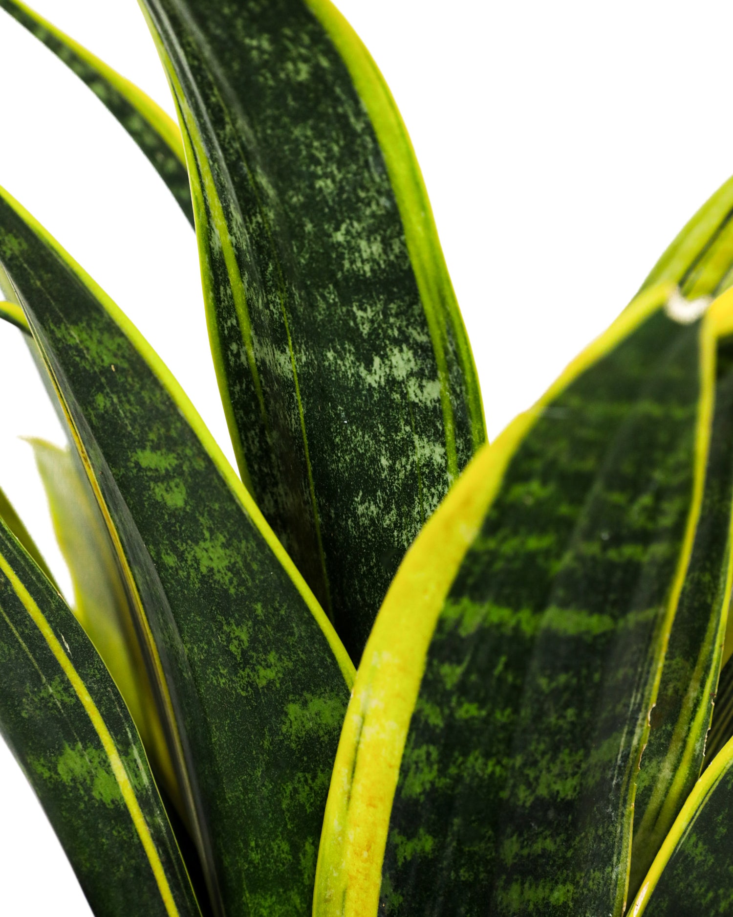 Sansevieria Golden Flame, Snake Plants