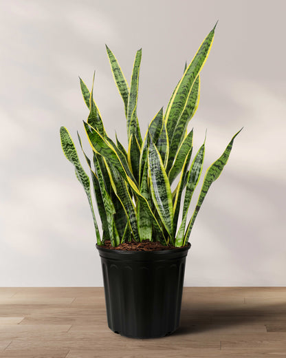 american plant exchange sansevieria trifasciata snake laurentii live Sansevieria Laurentii, Snake Plants