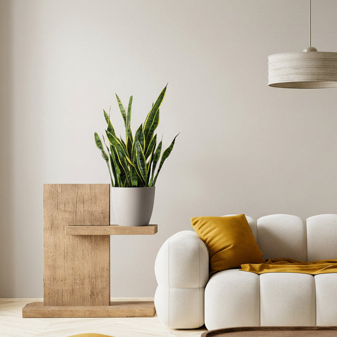 Indoor setting with a white sofa, wooden side table, yellow cushion, potted Sansevieria Laurentii plant, and a hanging lamp.