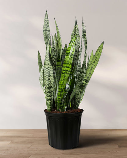 Sansevieria Zeylanica, Snake Plants