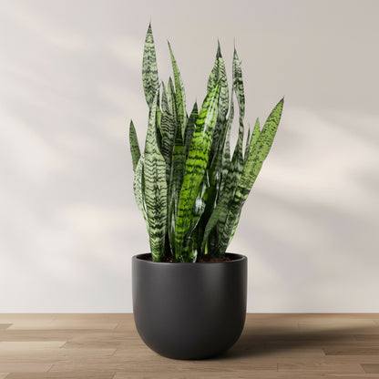 A Sansevieria Zeylanica, commonly known as snake plant, potted in a black container, displaying its typical tall, sword-shaped, green leaves with white streaks.