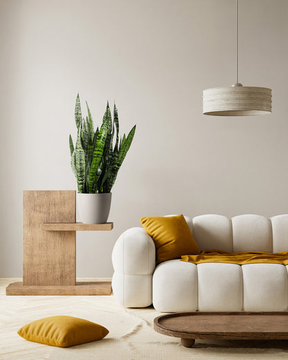 Sansevieria Zeylanica, Snake Plants