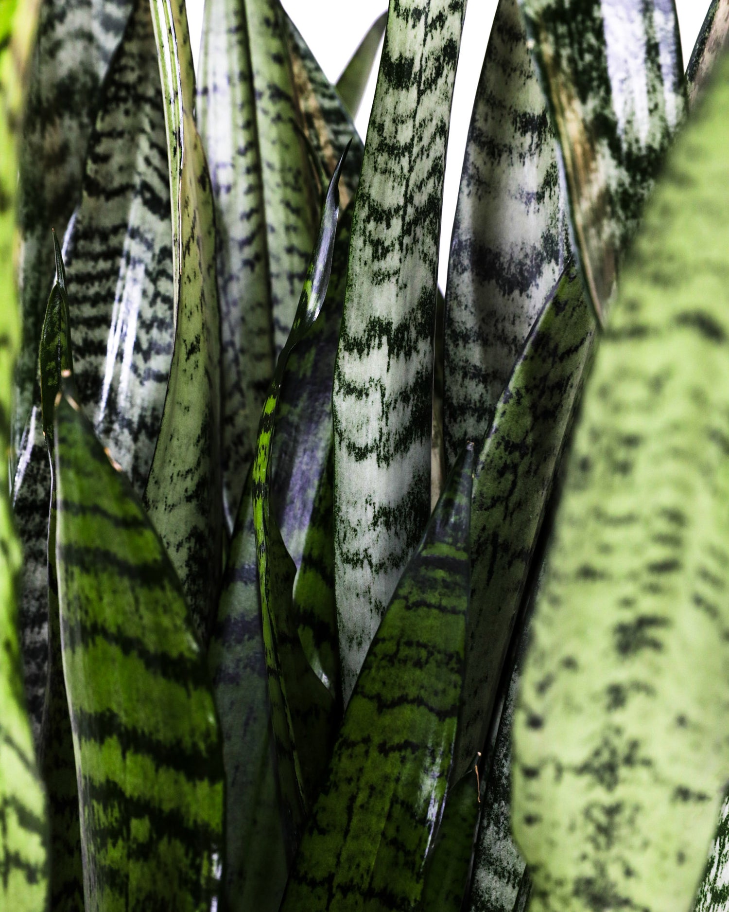 Sansevieria Zeylanica, Snake Plants