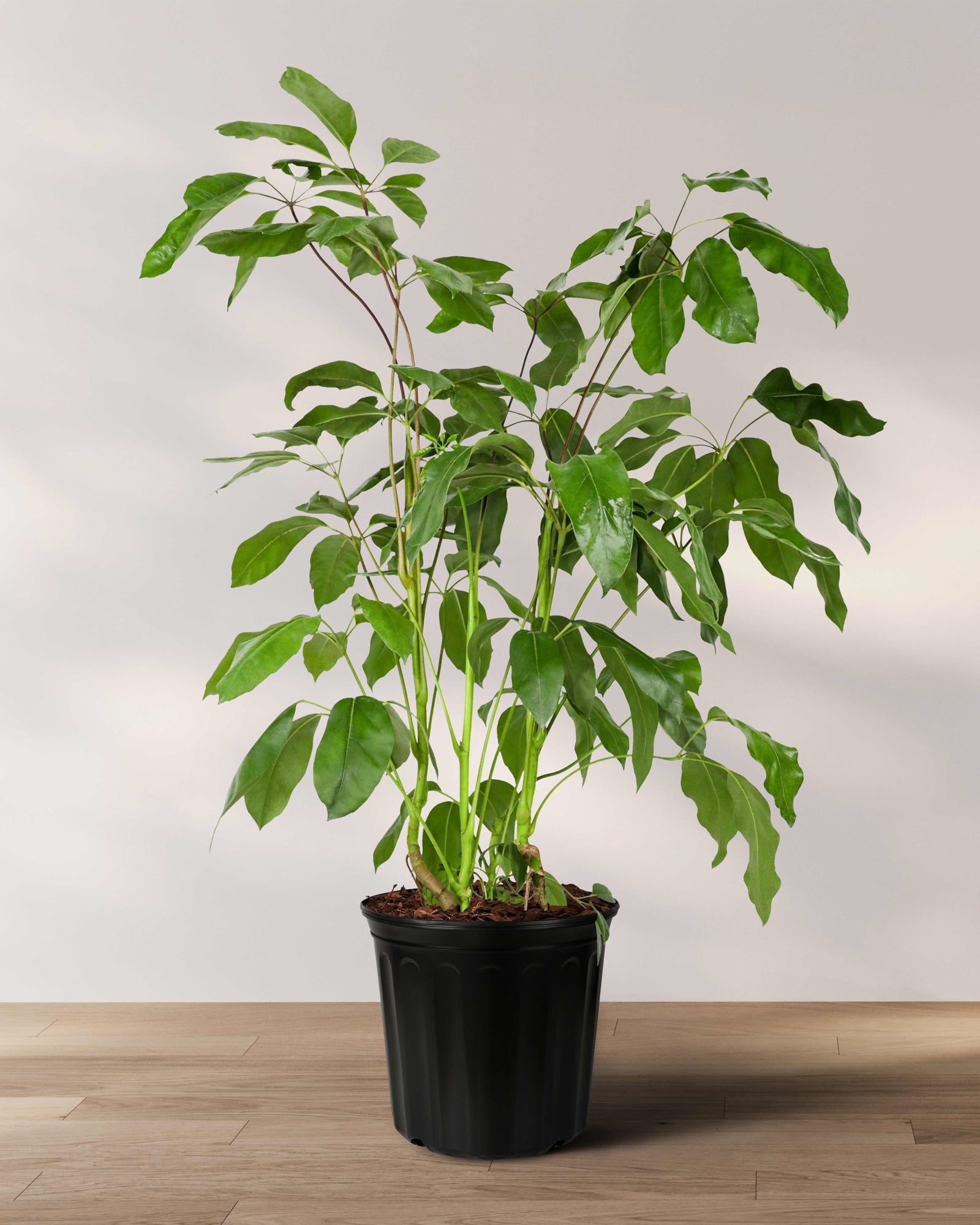 Schefflera Amate, Umbrella Tree