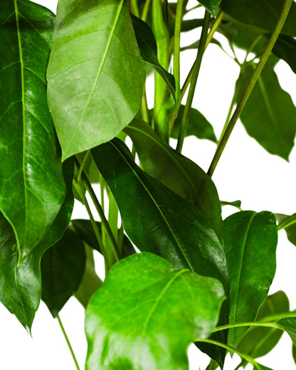 Schefflera Amate, Umbrella Tree