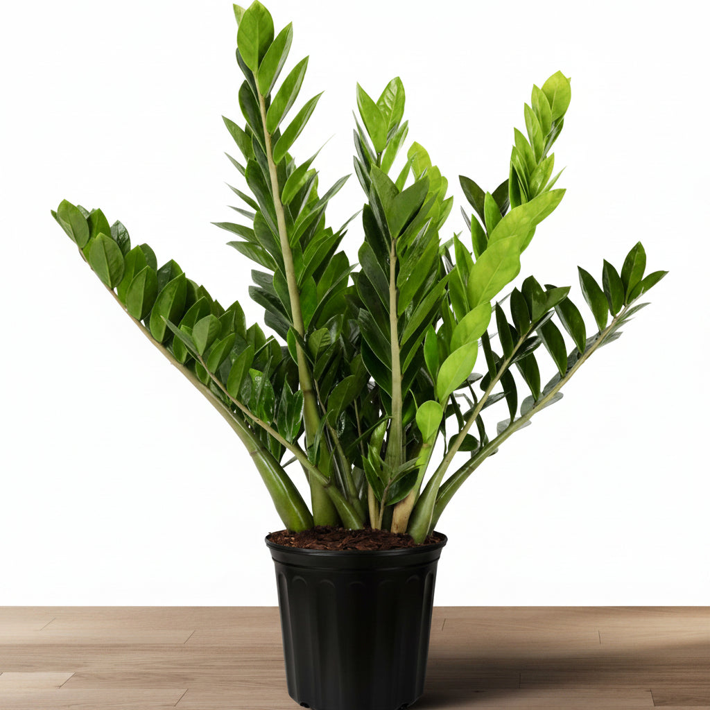 A potted ZZ Plant, Zanzibar Gem with glossy, deep green leaves, displayed against a neutral background.