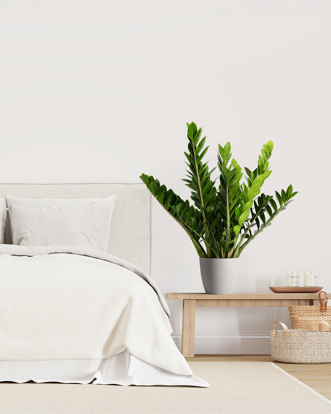 ZZ Plant, Zanzibar Gem Live Tropical Plant