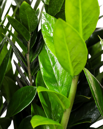 zz top plant city florida ZZ Plant, Zanzibar Gem Live Tropical Plant