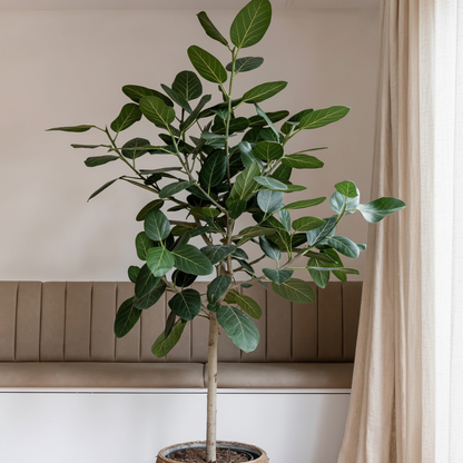 Mature Ficus Banyan Tree Form Single Stem, Ficus Benghalensisis, prominently featuring a clear single trunk and a lush canopy of broad green leaves