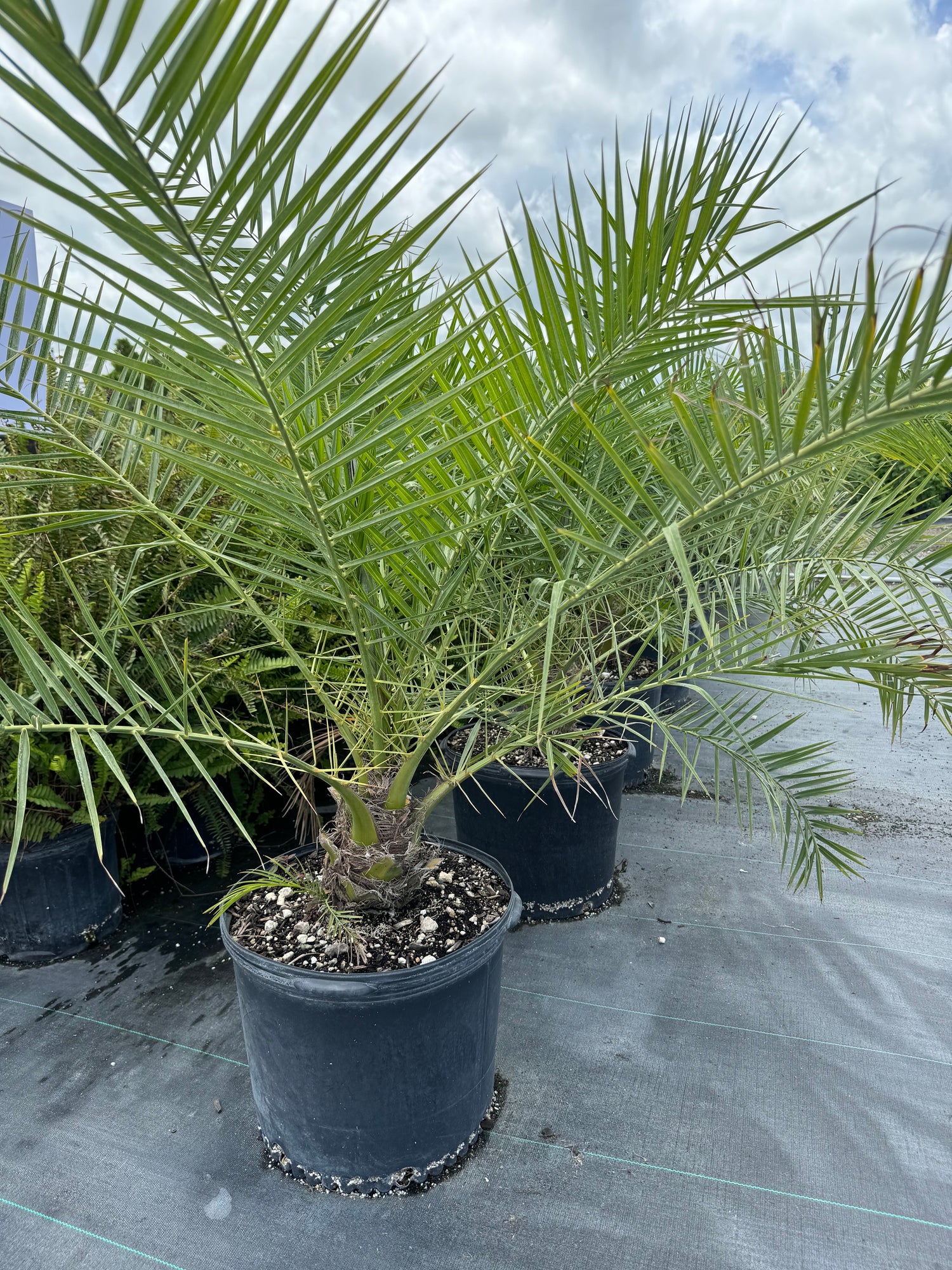 Phoenix Reclinata Single, Roebelinii Date Palm Hybrid