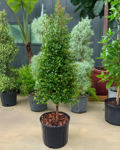 Topiary Eugenia Cone, Tree Form